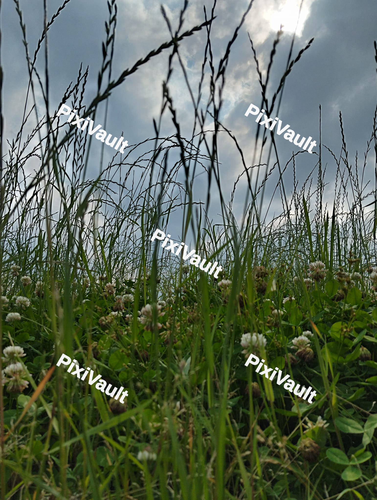 Autumn Moor Grass